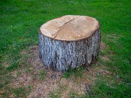Best Tree Disease Treatment  in Finley, WA