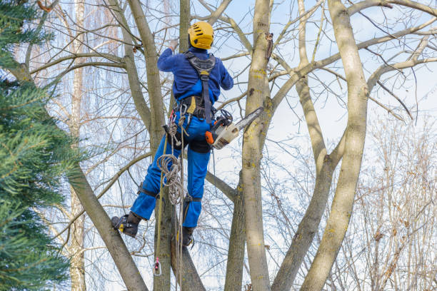 Best Root Management and Removal  in Finley, WA