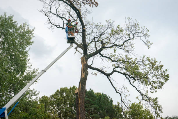 Best Tree Trimming and Pruning  in Finley, WA