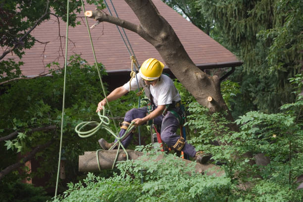 Best Tree Health Inspection  in Finley, WA