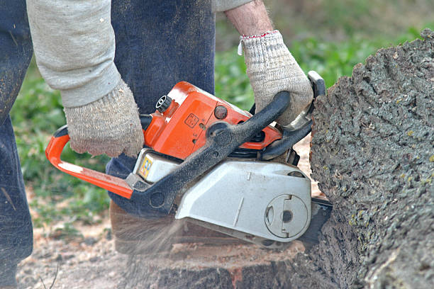 Best Tree Removal  in Finley, WA