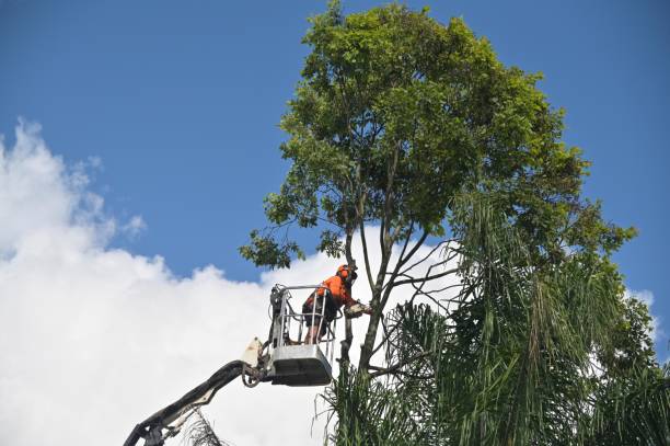 How Our Tree Care Process Works  in  Finley, WA