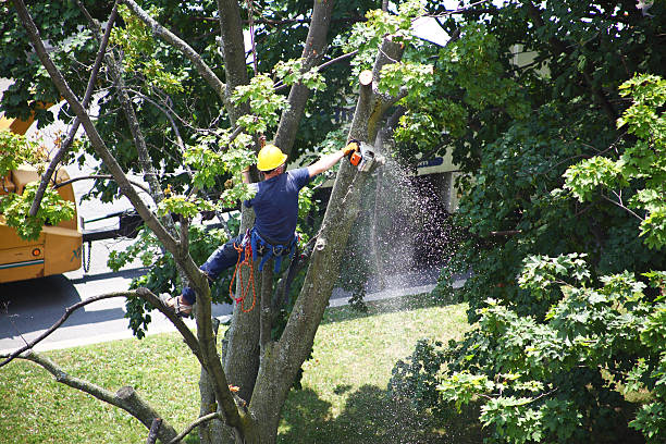 Best Lawn Maintenance Plans  in Finley, WA